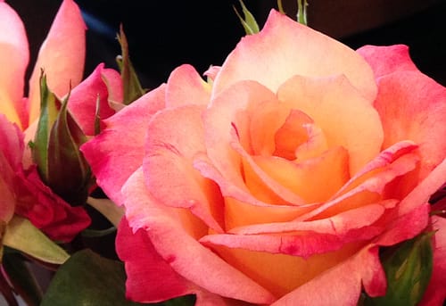 Close up photo of a light pink rose blooming