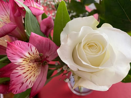 Close up photo of a white rose and pink alstroemeria flower