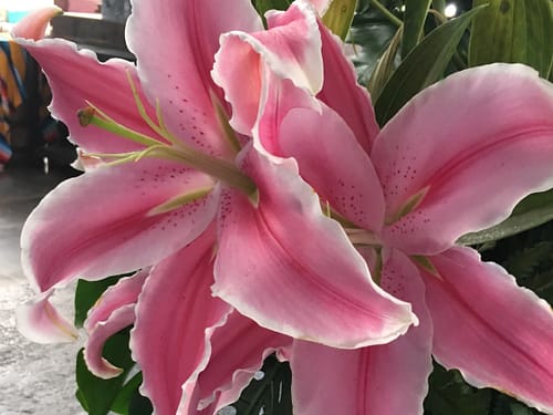 Photo of large pink lilies