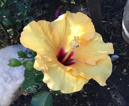 A painting of a bright yellow Hibiscus flower